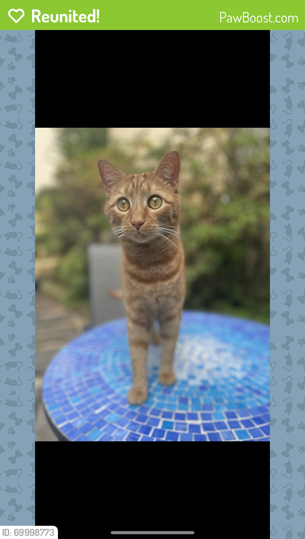 Reunited Male Cat last seen Last seen in our house. , Chantilly, VA 20151