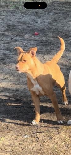 Lost Female Dog last seen Cvs, Augusta, GA 30906