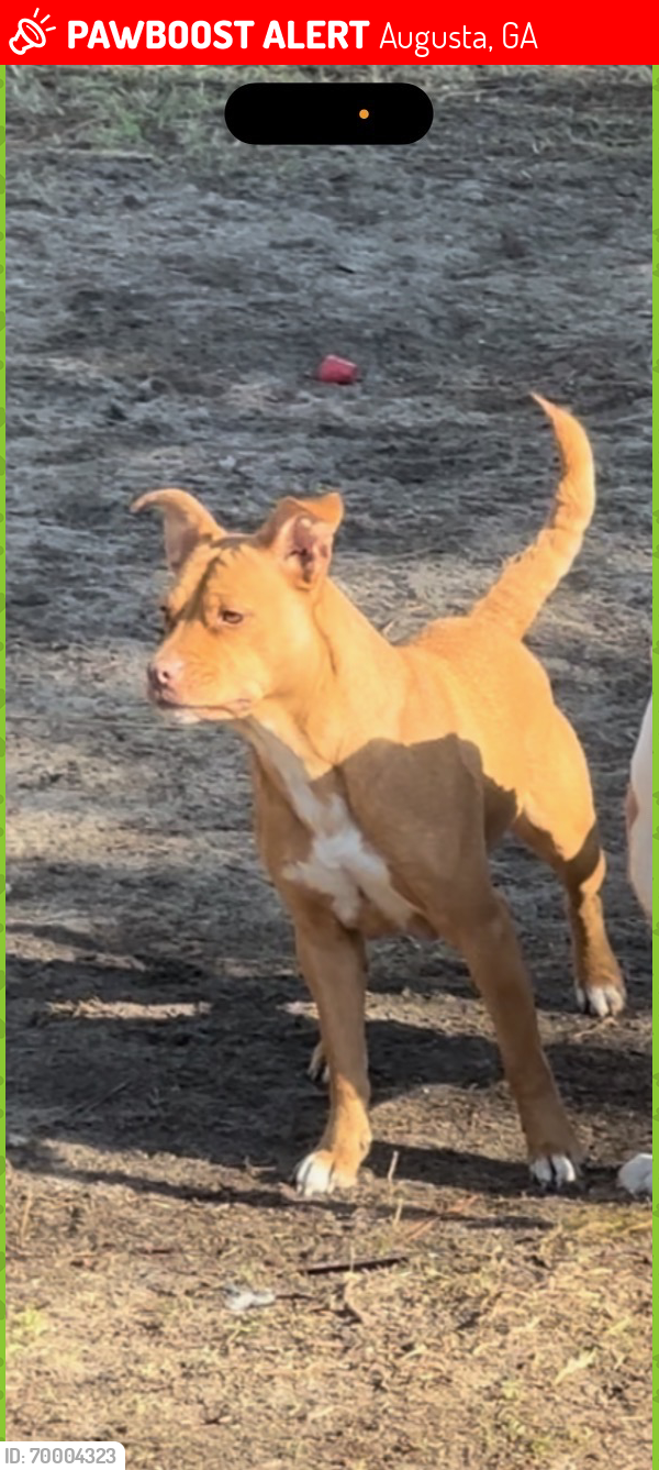 Lost Female Dog last seen Cvs, Augusta, GA 30906