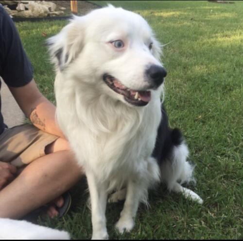 Lost Male Dog last seen Ave P, Temple, TX 76504