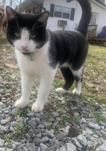 Lost Male Cat last seen Near the mini market/ Paul and Jackie’s , Clarksville, TN 37040