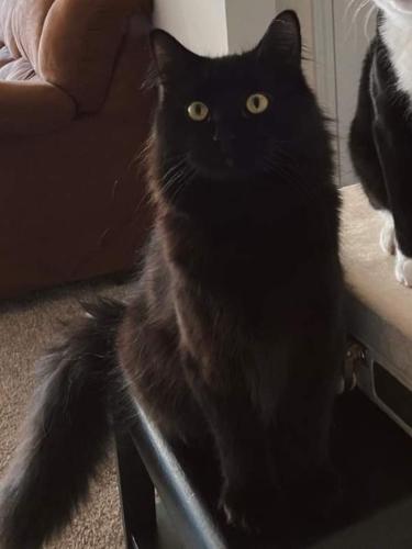 Lost Male Cat last seen Cornerstone Ave apmts off Nashville Road Near the New Five Star Gas station under construction , Bowling Green, KY 42101