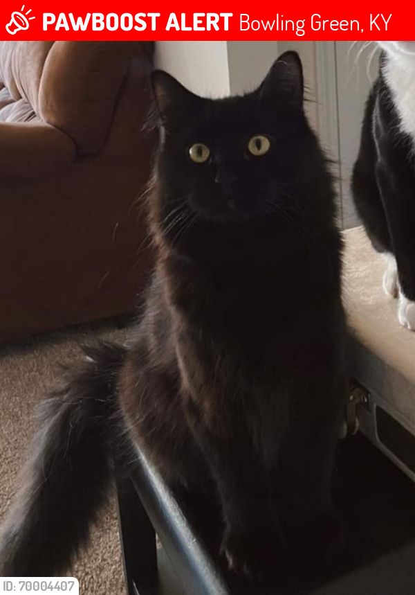 Lost Male Cat last seen Cornerstone Ave apmts off Nashville Road Near the New Five Star Gas station under construction , Bowling Green, KY 42101