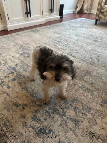 Lost Male Dog last seen Tipperary Terrace, East Amwell Township, NJ 08551