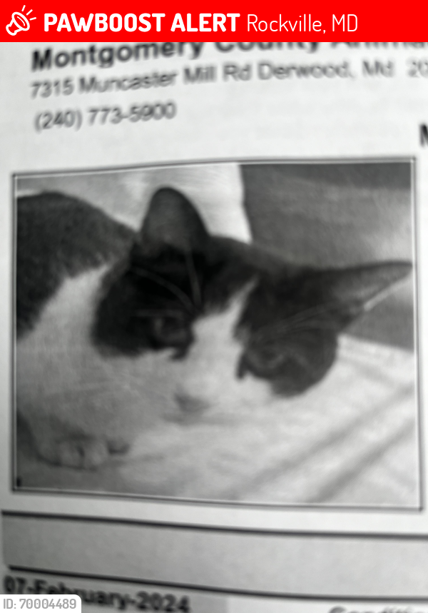 Lost Female Cat last seen Near Ardennes Ave, Rockville, MD 20851