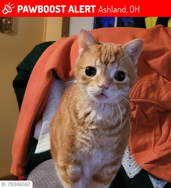 Lost Male Cat last seen Near Claremont Ave #215 Ashland OH 44805 United States, Ashland, OH 44805