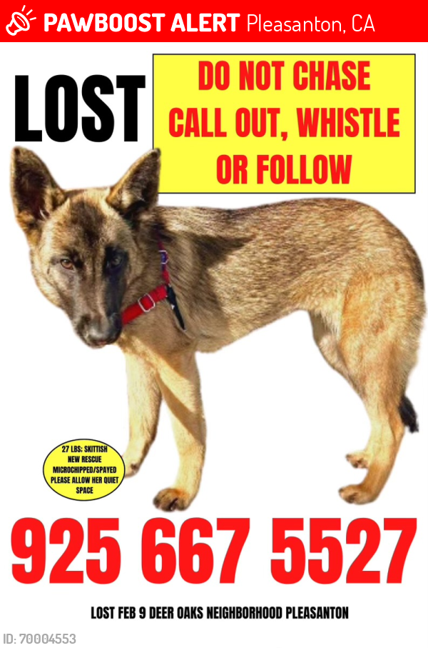 Missing german best sale shepherd near me