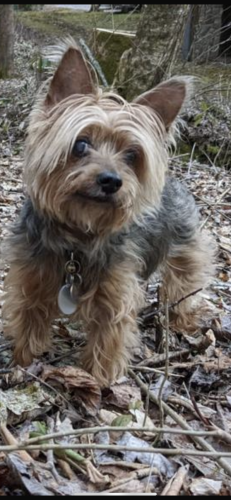 Lost Male Dog last seen Hawthorn Farms SD very close to 78 HWY, someone saw him crossing 78 HWY on 2/7 around 11pm. , Snellville, GA 30078