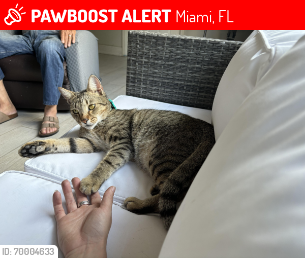 Lost Male Cat last seen SW 141st Ave and 12th street, Miami, FL 33184