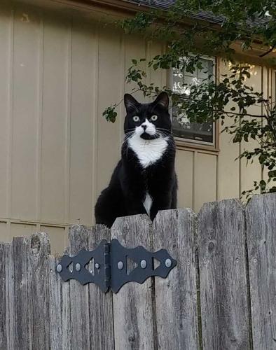 Lost Male Cat last seen 81st Terrace & Grant Street, Overland Park, KS 66204
