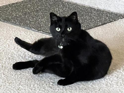 Lost Female Cat last seen Near Partlet CT, Fremont, CA 94539