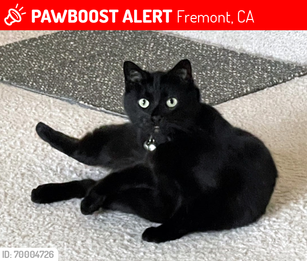 Lost Female Cat last seen Near Partlet CT, Fremont, CA 94539