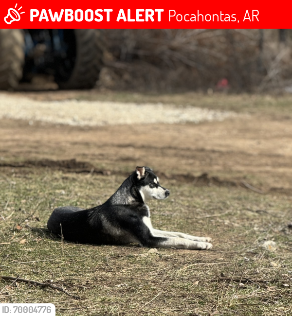 Lost Male Dog last seen Highway 93 and Diles Creek and Nubbin Ridge, Pocahontas, AR 72455