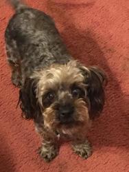 Lost Male Dog last seen YellowPine Dr and Hollister, Northside, TX 77040
