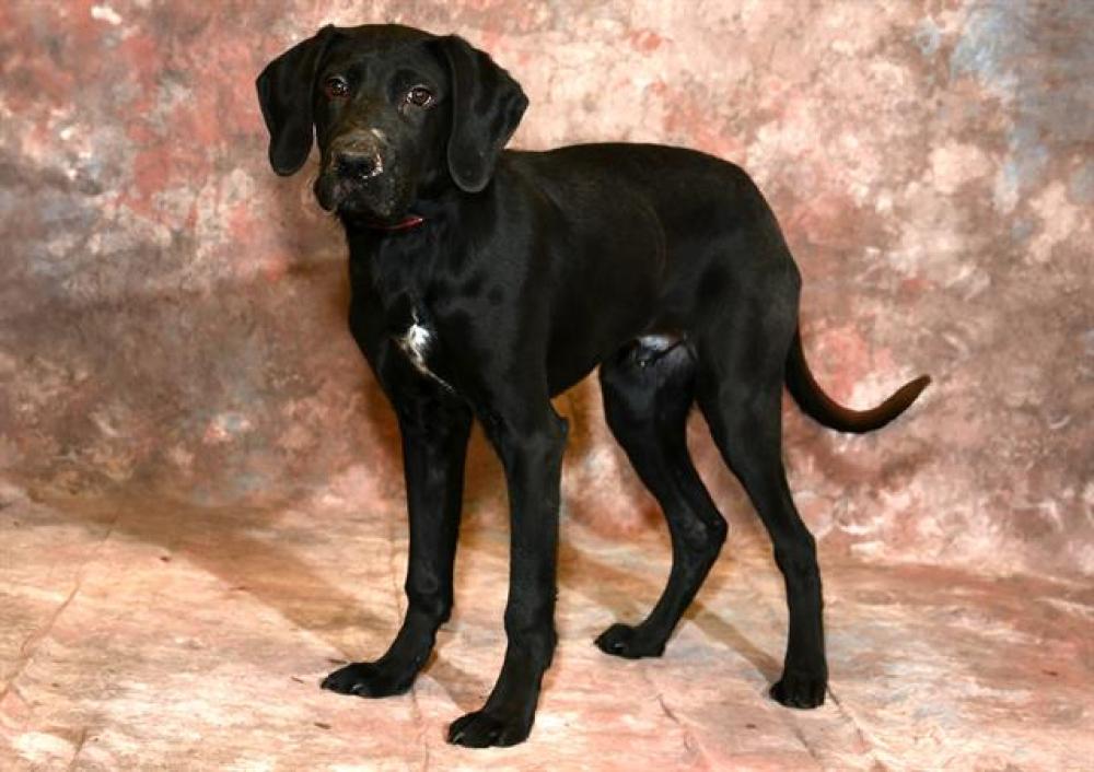Shelter Stray Male Dog last seen Near BLOCK S HIGH PARK WAY, West Valley City, UT 84120