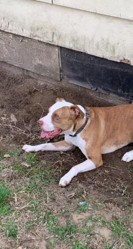 Lost Male Dog last seen On 172 right before Wappapello State park  , Williamsville, MO 63967
