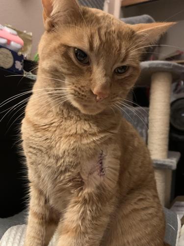 Lost Male Cat last seen In Bethany near Kaiser Rd and Bethany Blvd, Portland, OR 97229
