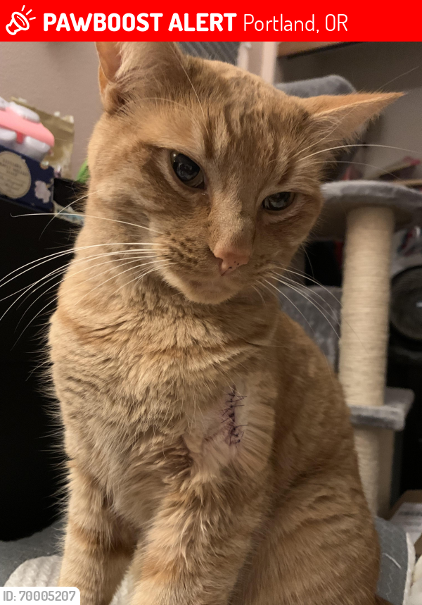 Lost Male Cat last seen In Bethany near Kaiser Rd and Bethany Blvd, Portland, OR 97229