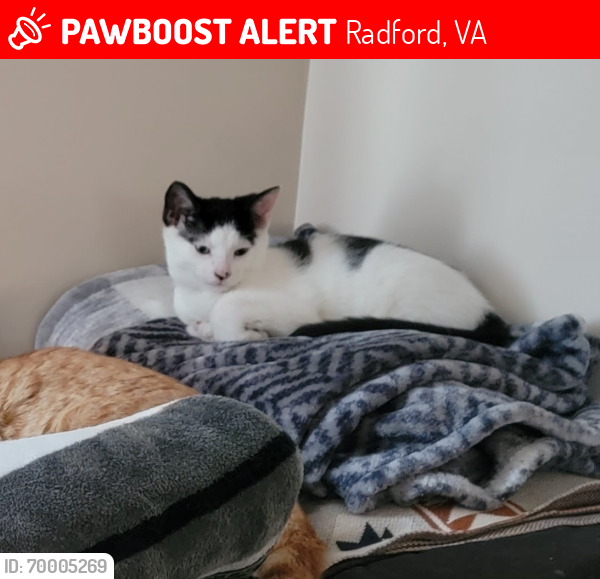 Lost Male Cat last seen Wadsworth radford va, Radford, VA 24141