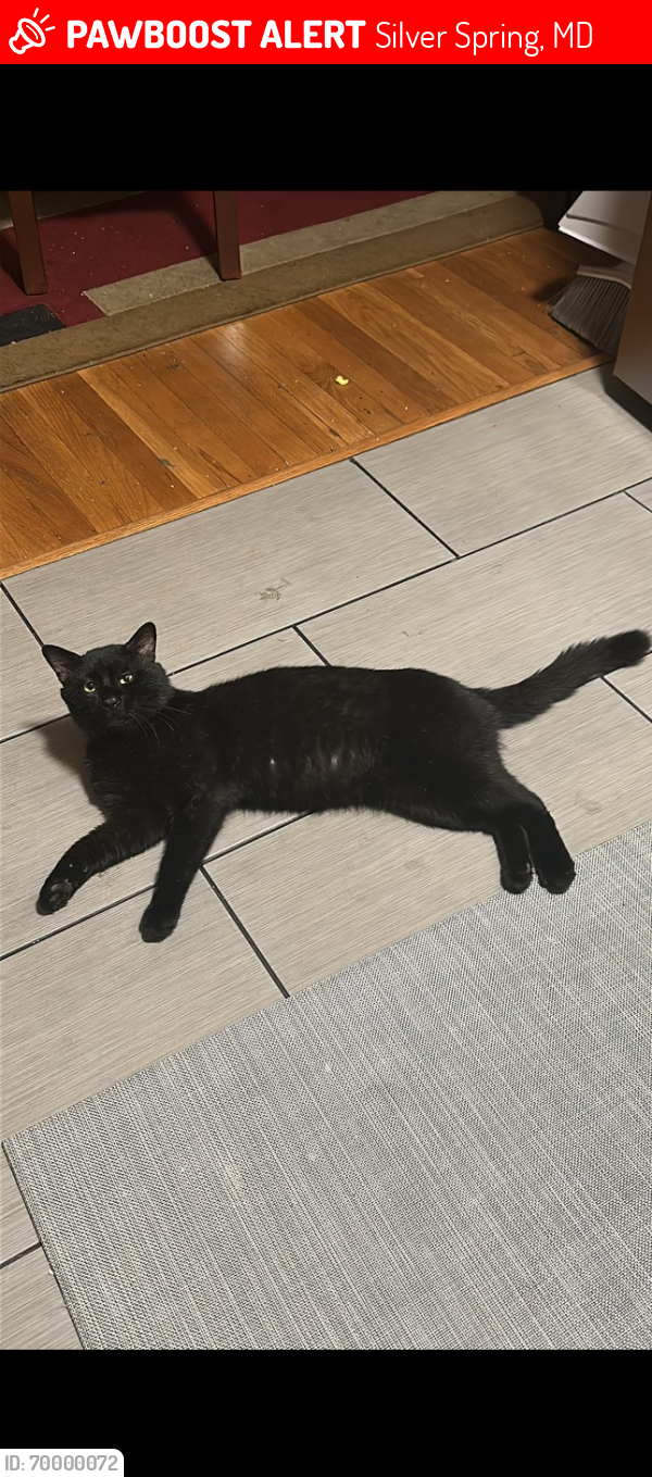 Lost Male Cat last seen georgia ave, Silver Spring, MD 20910