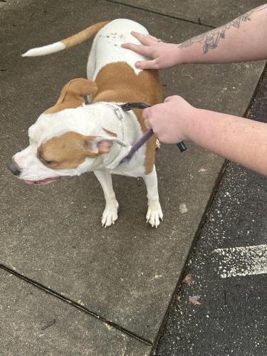 Found/Stray Female Dog last seen Near westchester drive , Athens, GA 30606