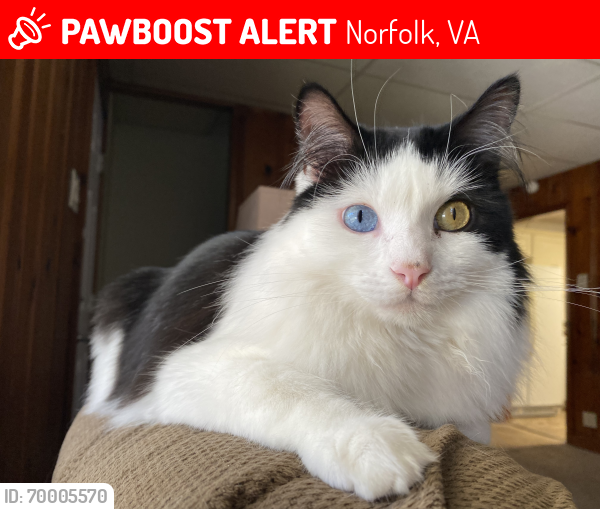 Lost Male Cat last seen Fox Hall Norfolk , Norfolk, VA 23513