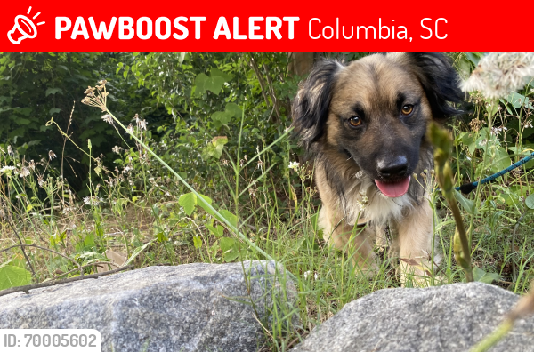 Lost Male Dog last seen garners ferry, Columbia, SC 29209