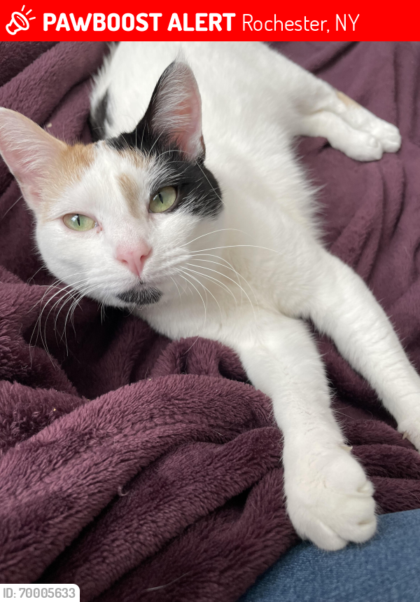 Lost Female Cat last seen S Plymouth and Atkinson , Rochester, NY 14608