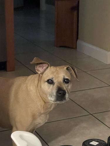 Lost Female Dog last seen Catalina , Deltona, FL 32738