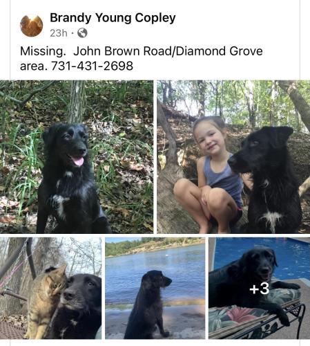 Lost Male Dog last seen Diamond Grove RD, Beech Bluff, TN 38313