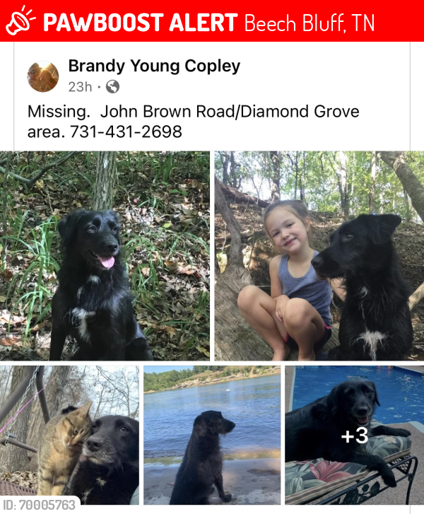 Lost Male Dog last seen Diamond Grove RD, Beech Bluff, TN 38313