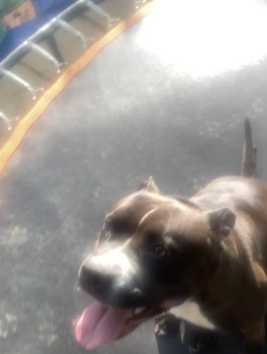 Lost Female Dog last seen Near Rockrose Ave, Baltimore, MD 21217