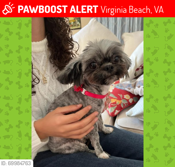 Lost Female Dog last seen Pacific Ave. and Wardlow Long Beach CA, Virginia Beach, VA 23451