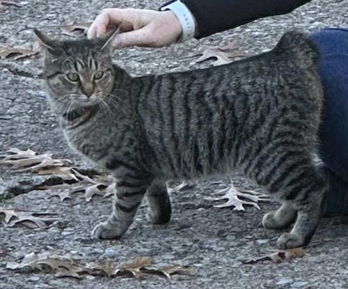 Lost Male Cat last seen Ridge and Teideum, I-71,  43151