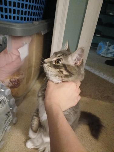 Lost Male Cat last seen Near stablehouse dr, Sterling, VA 20164