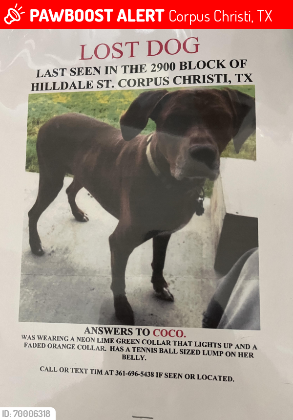 Lost Female Dog last seen Hilldale Dr and Choctaw dr, Corpus Christi, TX 78415