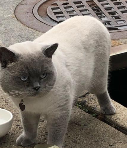 Lost Male Cat last seen Fair Lakes Parkway, Chantilly, VA 22033