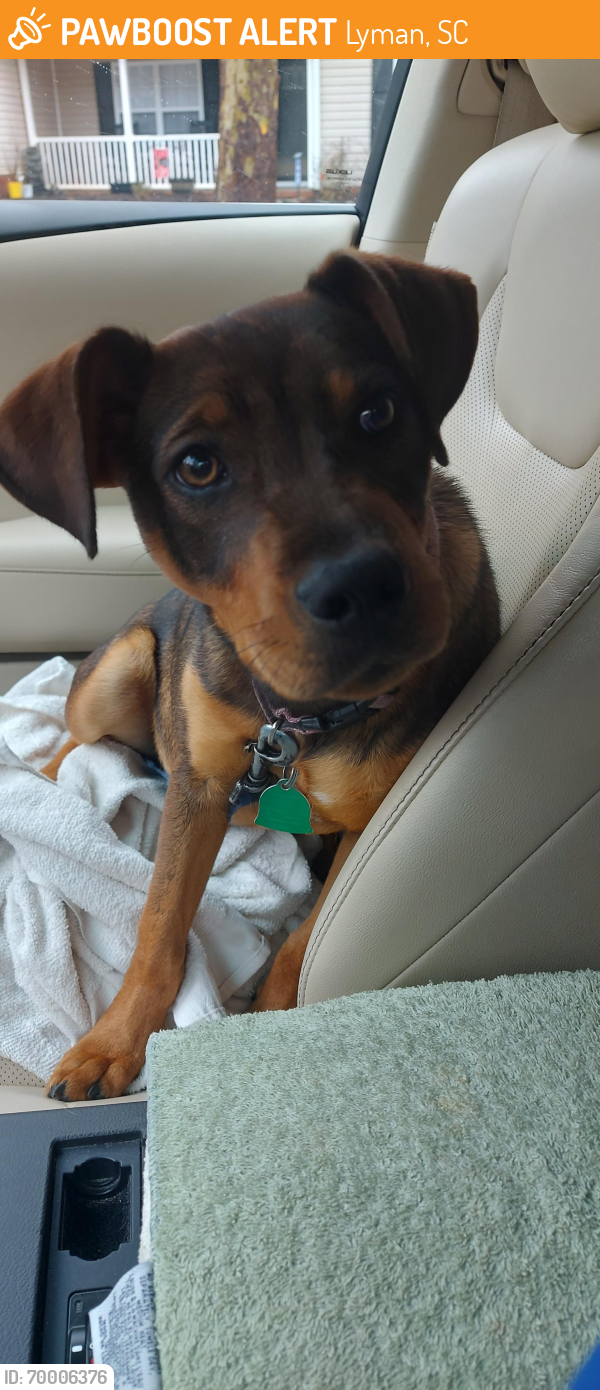 Lyman, SC Stray Male Dog Found Near Near Furniture warehouse PawBoost