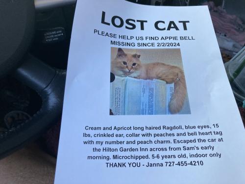 Lost Male Cat last seen Hilton Garden Inn Gainesville FL, Gainesville, FL 32601