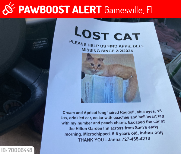 Lost Male Cat last seen Hilton Garden Inn Gainesville FL, Gainesville, FL 32601