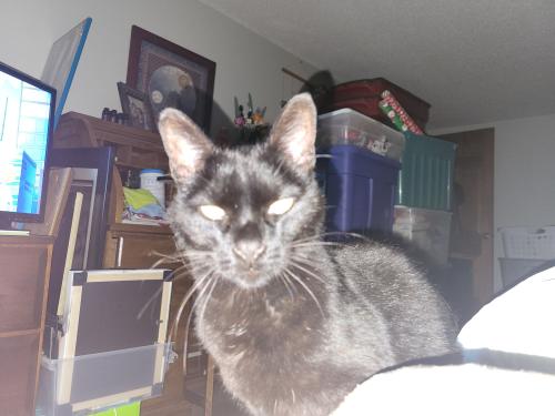 Lost Female Cat last seen 14th st and Glendale/Belle, Topeka, KS 66604