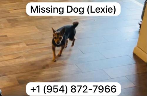 Lost Female Dog last seen Near nw 8th street , Pembroke Pines, FL 33025