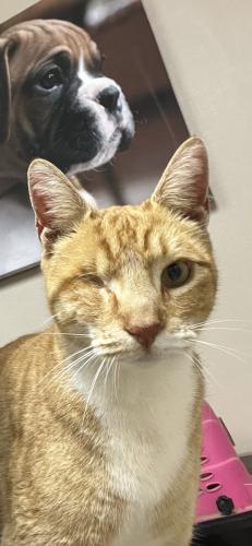 Lost Male Cat last seen Punkin Center, Hermiston, OR 97838