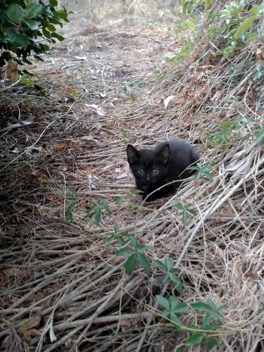 Lost Female Cat last seen menli place orelia 6167, Orelia, WA 6167
