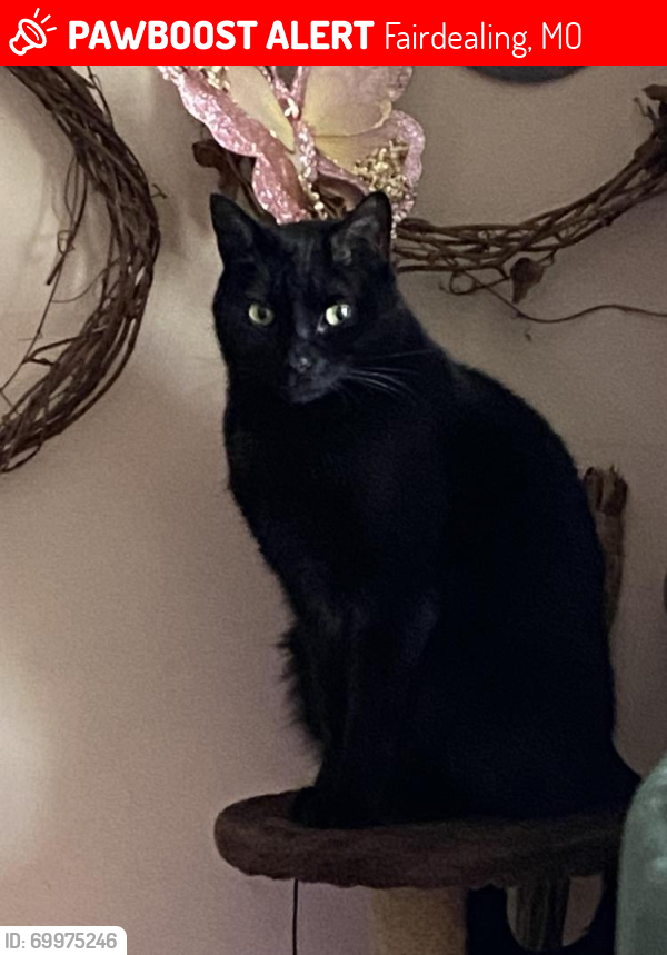 Lost Male Cat last seen West Osborn road and North 50th drive, Fairdealing, MO 63939
