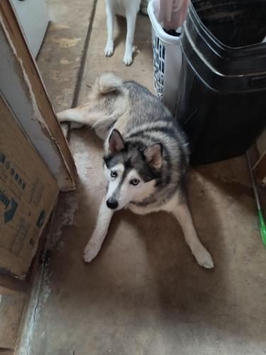 Lost Female Dog last seen Veterans Memorial and Woodsdale , Houston, TX 77038