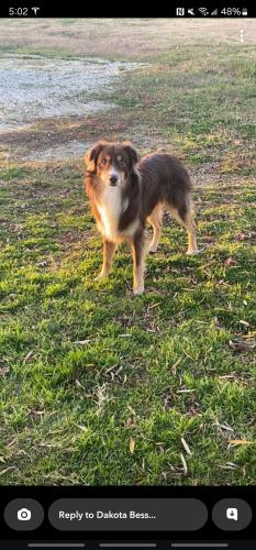 Lost Male Dog last seen Platinum chevy terrell tx, Terrell, TX 75160