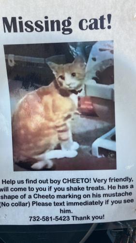 Lost Male Cat last seen Station drive, Lacey Township, NJ 08731