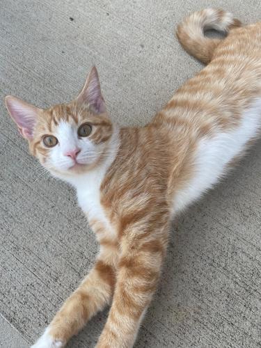 Lost Male Cat last seen Sage Creek Subdivision , Graniteville, SC 29829