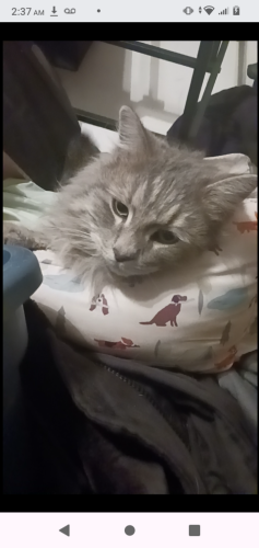 Lost Male Cat last seen 12th and griegos Rd NW Albuquerque NM 87107, Albuquerque, NM 87107